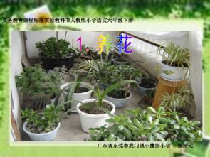 養花的課件2