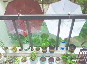 養花雨水中含有的養份