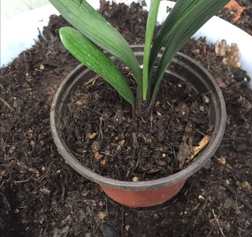 養花用的松針是怎樣制作的