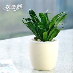 辦公室養花的男人