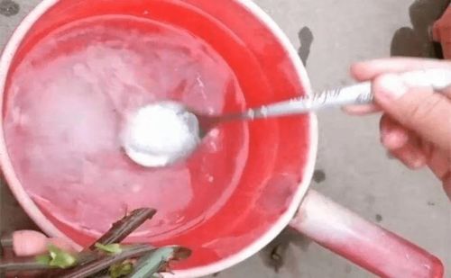 礬肥水養花的好處