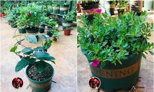 養花技巧水瓶