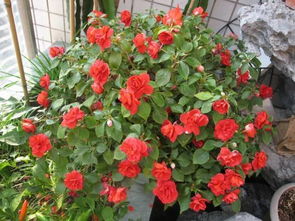 柳樹(shù)枝養花墊底要活的還是死枝呢