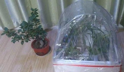 養花套塑料袋