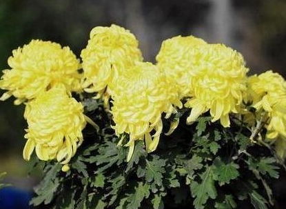 心情不好養花