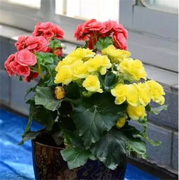 家庭養花必備的肥料