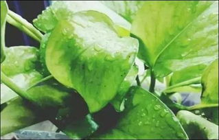 養花用什么墊底好