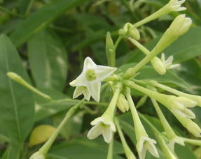 夏季養花除蟲(chóng)