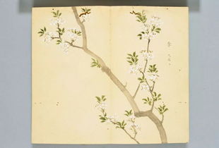 詩(shī)經(jīng)養花的句子