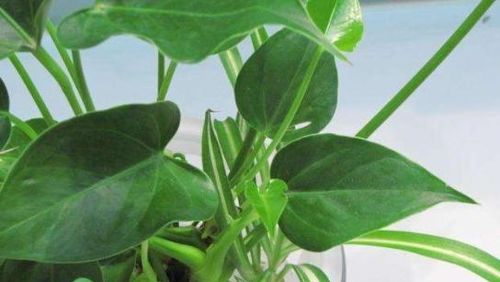 尿素用在養花比例