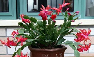 為什么家庭養花沒(méi)有賣(mài)花人養的好