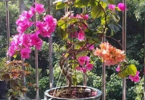 水瓶養花為什么花就黃了