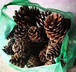 松球如何發(fā)酵養花