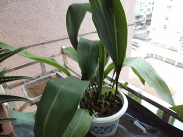 園藝土可直接養花嗎