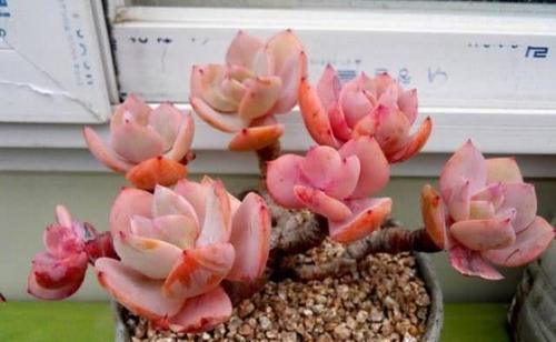 養花的彩色顆粒