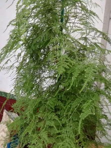 火龍果皮怎么養花