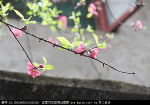 窗外養花犯桃花