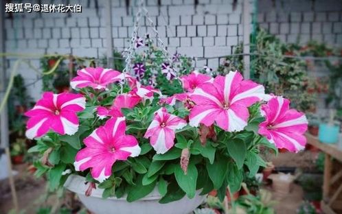 養花怎么判斷干燥