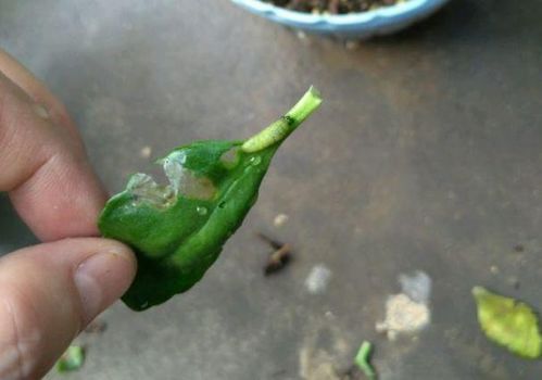 養花光黃葉噴什么好