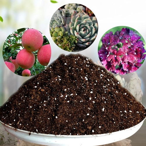 營(yíng)養花泥種菜可以嗎