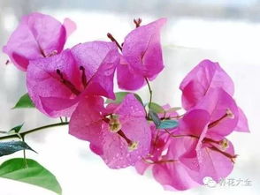 養花可以放替硝唑片嗎