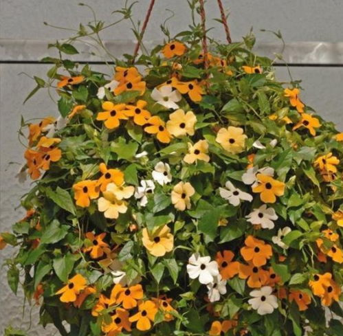 養花需要放鐵釘嗎