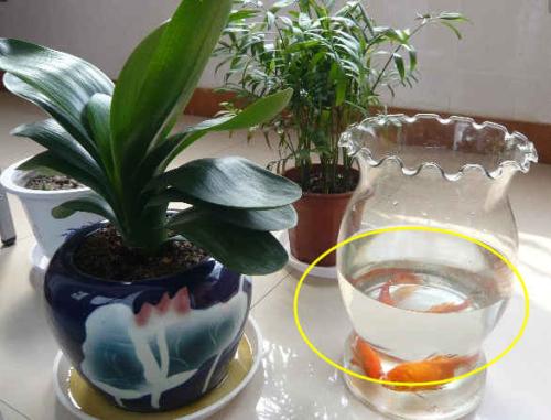 養花的營(yíng)養液可以泡鮮花嗎