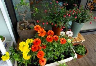 維c片能養花嗎