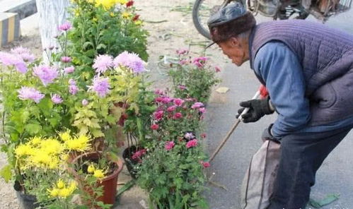 養花養魚(yú)寓意