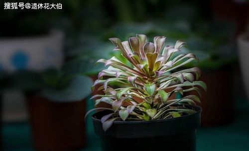 鹽水對養花有意嗎
