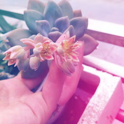 愛(ài)養花的人是什么心理