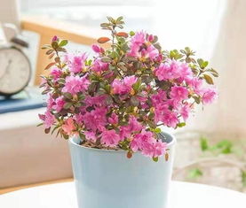 家里養花用凈水澆花好嗎