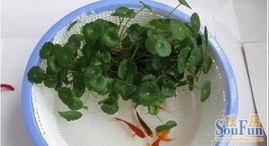 自制養魚(yú)養花的魚(yú)缸diy