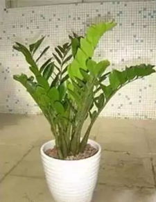 一起養花是什么意思