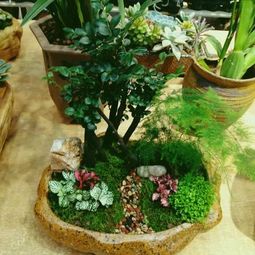 養花什么稱(chēng)生肥