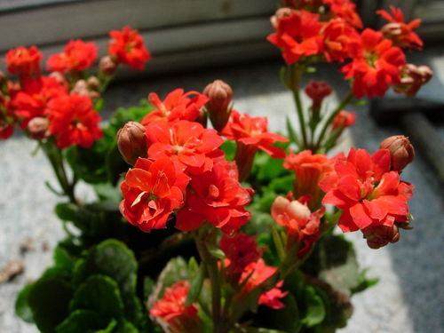 養花匠小齊養長(cháng)壽花的