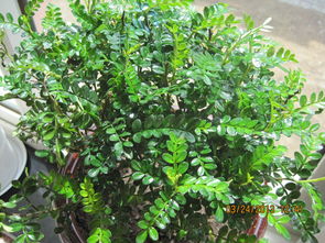 家養花卉喜歡陽(yáng)光的有哪些