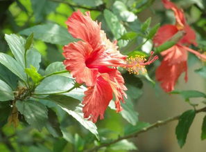 五行全的人養花不開(kāi)花