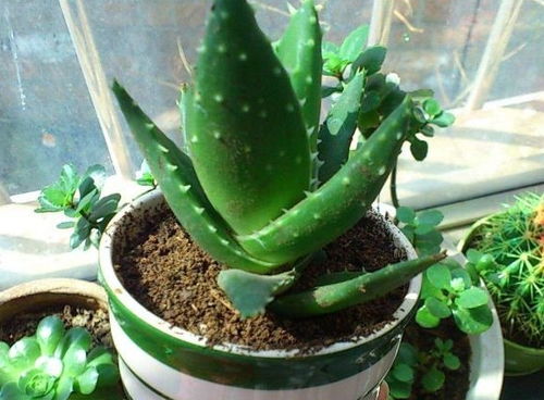 養花光照不夠