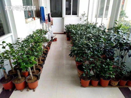 陽(yáng)臺通風(fēng)不好怎么養花
