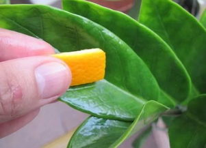 鮮橘子皮可以養花嗎
