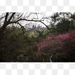 小學(xué)生養花資料