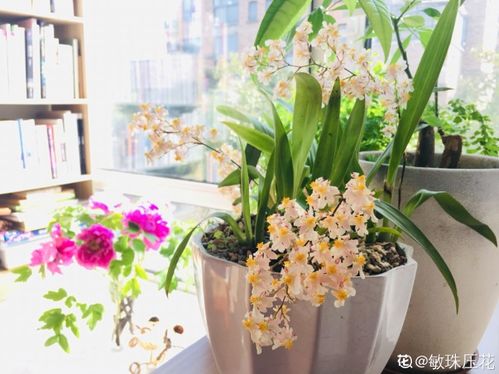 養花品茶悠然味