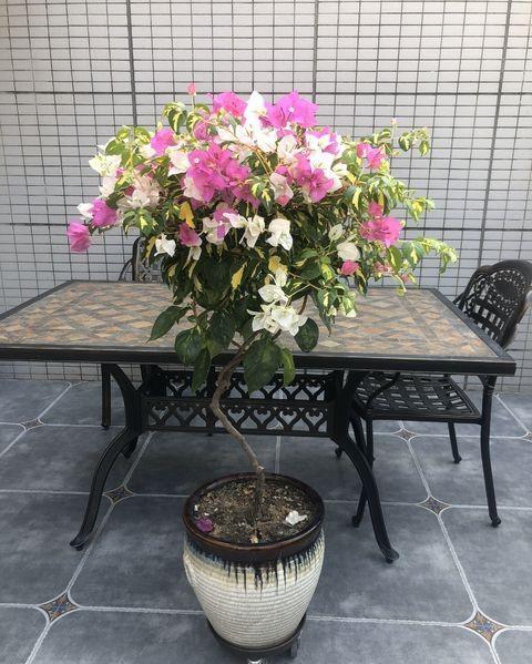 家庭養花用什么肥料花開(kāi)的多