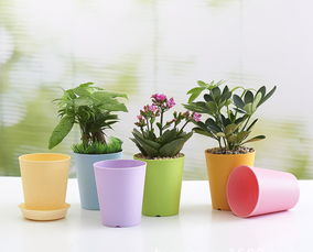 陽(yáng)臺養花的小花盆好多小飛蟲(chóng)