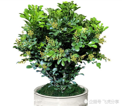 樓房養花太干燥