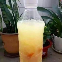 熟豆渣怎么養花
