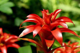 紅運當頭楓林養花