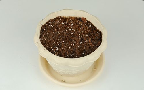 楊樹(shù)葉子的腐土可以養花嗎
