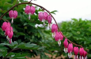老舍養花重點(diǎn)